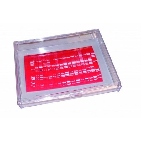 Gary Plastic Mini Blotting Container, Clear, 7x5x1, 4/PK 249601